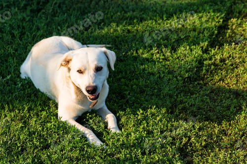Preview: Labrador retriever lies on grass