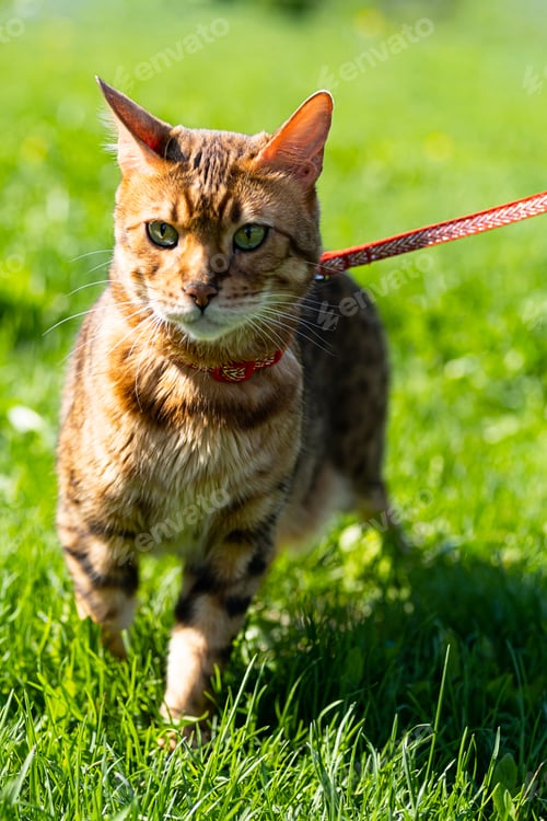 Preview: Bengal Cat with Leash Walking Around the Yard. Cute Cat in Harness on the Green Grass.