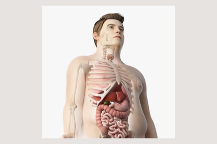 Preview: Rigged Obese Male: Skin, Skeletal Structure, and Internal Organ Systems