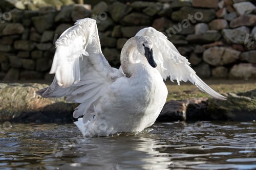 Preview: Trumpeter Swan