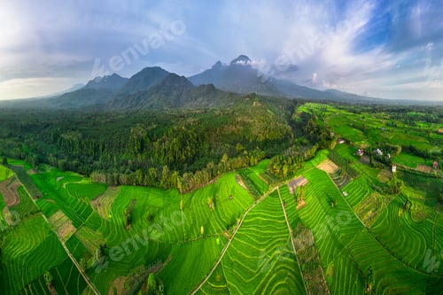 Preview: beautiful morning view indonesia panorama landscape paddy fields