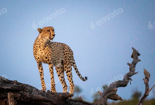 Preview: Cheetah, Acinonyx jubatus, standing on a fallen tree.