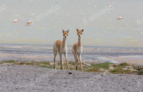 Preview: Vicuna