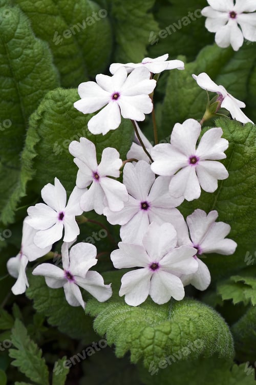 Preview: Japanese Primrose (Primula Sieboldii). Known Also As Asiatic Primrose And Cortusoides Primula