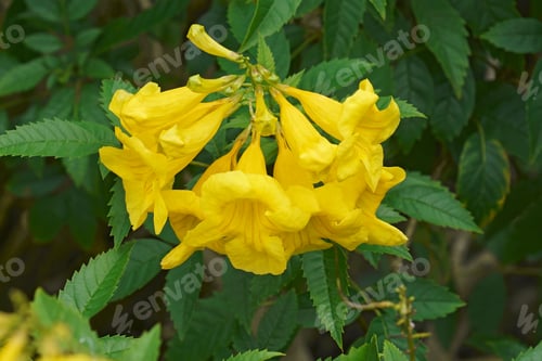 Preview: Yellow Trumpetbush (Tecoma Stans). Called Yellow Bells, Yellow Elder And Ginger-Thomas Also