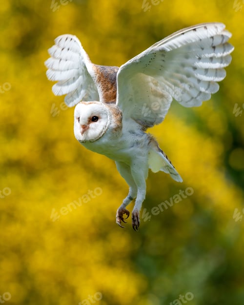 Preview: Vertical closeup shot of barn owl (Tyto alba) flying low over field with yellow blurred background