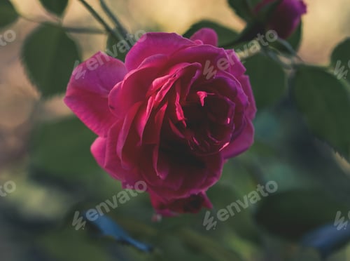 Preview: Rose on a green background