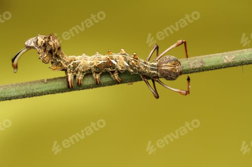 Preview: caterpillar