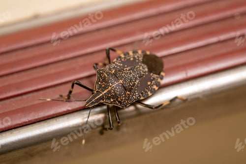 Preview: Yellow-spotted Stink Bug