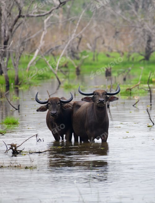 Preview: Pair of Asian wild water buffaloes standing in the marsh waters and looking at the camera