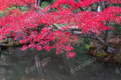 Preview: Red leaves on the lake