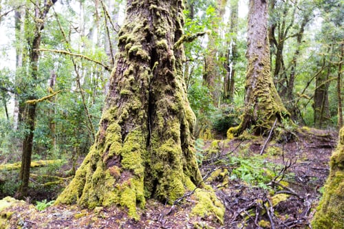 Preview: Creepy Crawly Trail in Tasmania Australia
