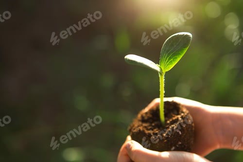 Preview: Young green sprout in the hands of a child in the light of the sun