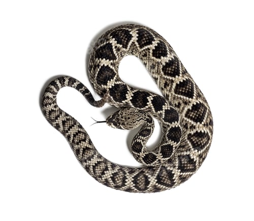 Preview: western diamondback rattlesnake or Texas diamond-back, venomous snake against white background