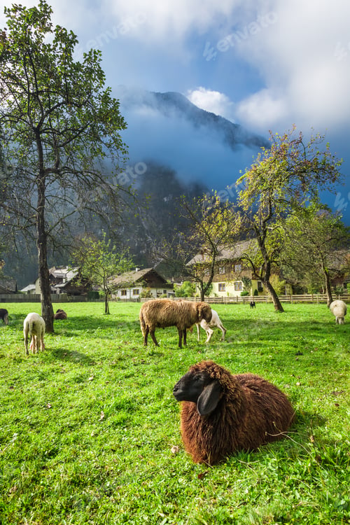Preview: Sheep grazed on pasture in the Alps