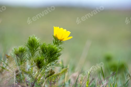 Preview: Close up of small yellow wild flower blooming in green spring field.