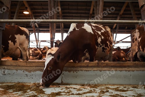 Preview: Beautiful Cows Feeding at Farm