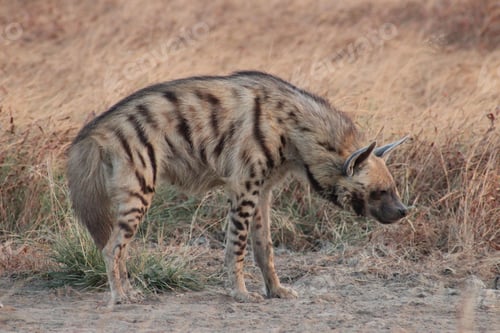 Preview: View of a beautiful hyena relaxing in a field with dry grass during sunrise
