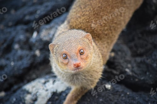 Preview: Mongoose