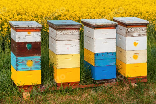 Preview: Wooden apiary crates or beehive boxes for beekeeping and honey collecting in blooming canola field