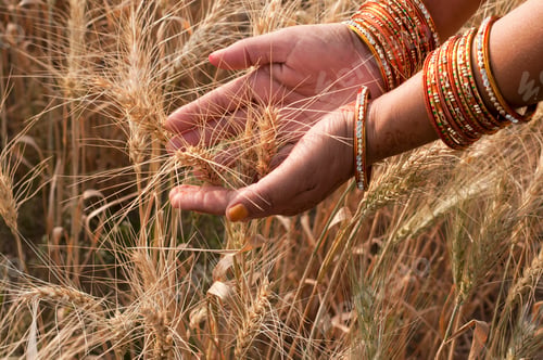 Preview: Closeup of Indian woman's hand touching wheat in a field,