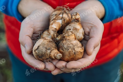 Preview: hands holding daffodil bulbs before planting in the ground