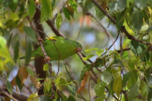 Preview: portrait of Yellow-chevroned parakeet (brotogeris chiriri), feeding on a kurrajong tree