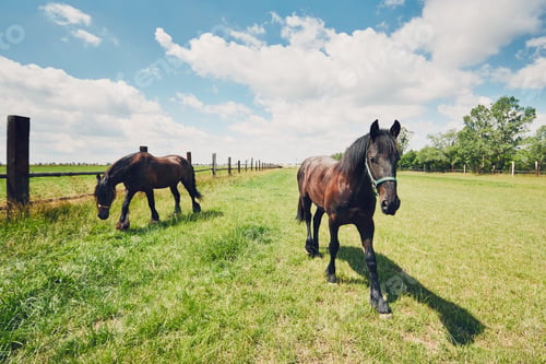 Preview: Two horses on the pasture