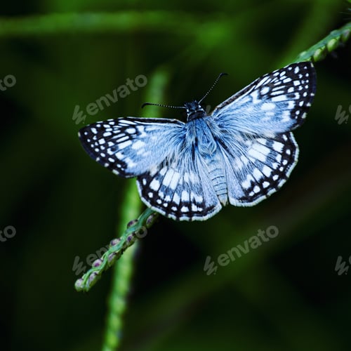 Preview: Amazing macro shot of a blue butterfly on a plant