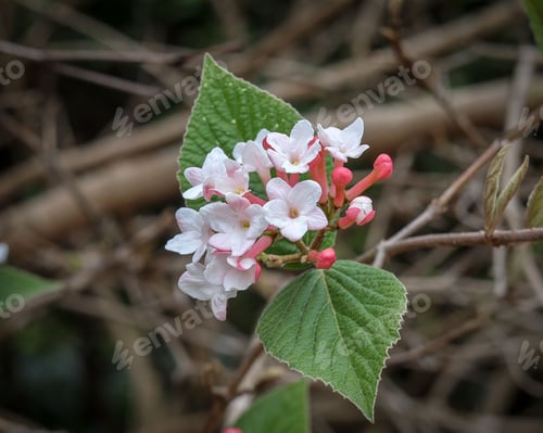 Preview: Beautiful view of a Viburnum farreri flower bundled up by green leaves