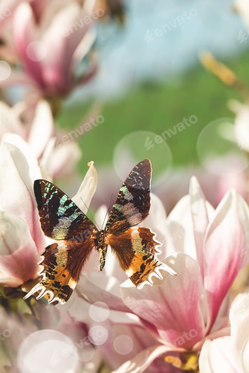 Preview: Flying giant tropical butterfly on magnolia