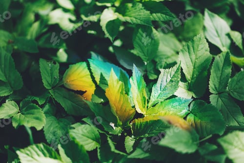 Preview: Colorful light rainbow on a green forest foliage.