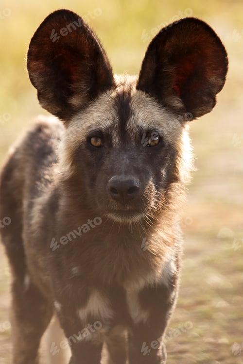 Vorschau: Wildhund - Okavango Delta - Moremi N.P.