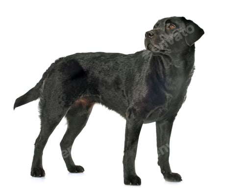 Preview: female black labrador retriever