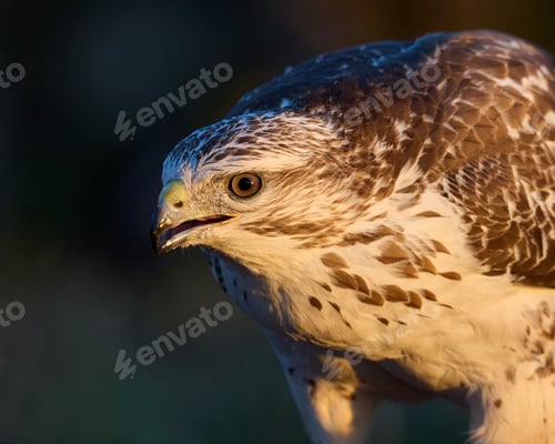 Preview: Common buzzard (Buteo buteo)