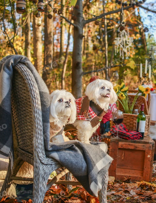 Preview: Two dogs on chair in woods
