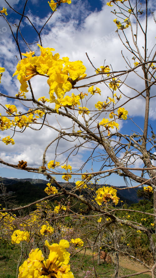 Preview: The yellow flowers contrasting with the blue sky in the cherry blossom park Sao Paulo