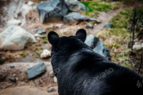 Preview: A black bear from behind, focus on head and ears, outside daytime nature wildlife photo