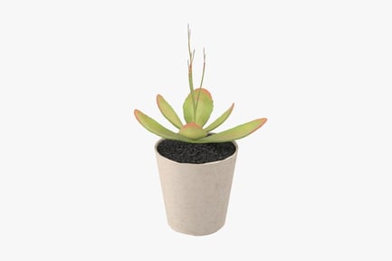 Vista previa: Suculenta en maceta con puntas rosadas