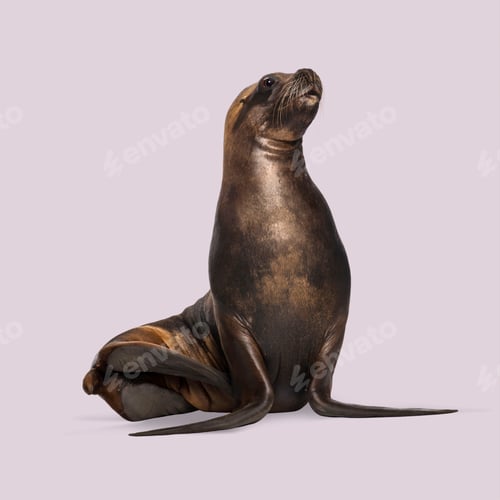 Preview: Full body of a california sea lion sitting and looking up, isolated on a light purple background