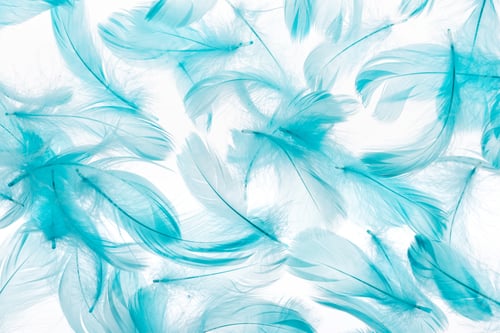 Preview: seamless background with blue colorful feathers isolated on white