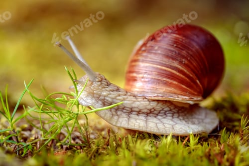 Preview: Helix pomatia also Roman snail, Burgundy snail