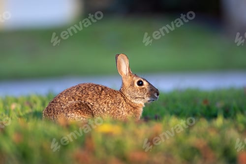Preview: Wild rabbit in nature.