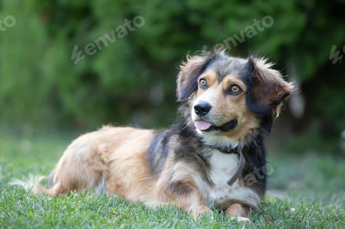 Preview: Cute little dog in the garden
