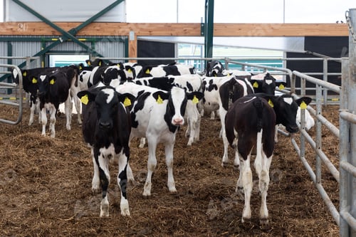 Preview: a group of young dairy cows outdoor walking in a farm