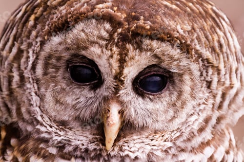 Preview: Barred Owl