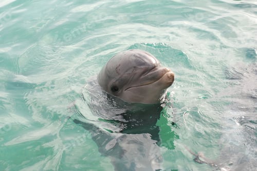 Preview: Closeup shot of a dolphin in the water