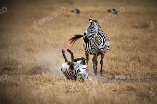 Preview: Field with zebras in Tanzania during daylight
