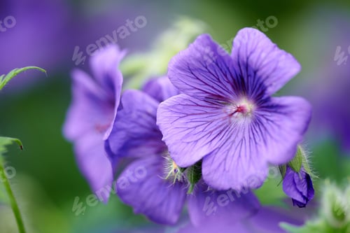 Preview: Blue Geranium