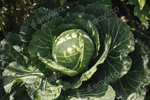 Preview: Cabbage growing in urban garden. Cabbage leaves and head close up